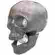 Sk-1337raw Skull Man Online New Life Size Unpolished Headlight Free Shipping Made In Usa